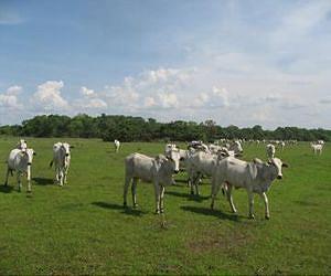 New technologies advance livestock genomics for agricultural and biomedical uses
