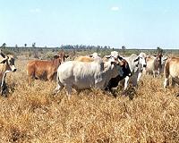 Chinese-led group pulls bid for Australian cattle empire