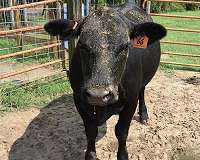 Vegan rivals smell blood as virus hits meat supply