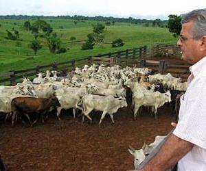 Cattle ranching goes green in the Brazilian Amazon