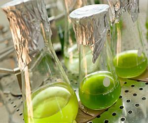 Japan, China and South Korea account for 84 percent of the macroalgae patents