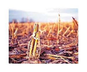 New Hydrolysis Model Promising Tool In Cellulosic Biofuel Studies