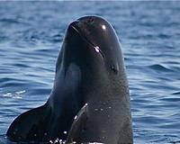 Mexico helped push porpoise to brink of extinction: activists