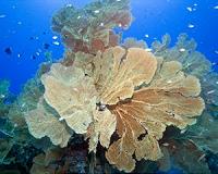 Study reveals invasive species defense mechanisms inside marine reserves