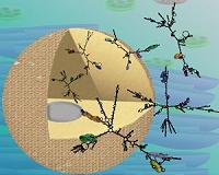 Penn scientists identify patterns of RNA regulation in the nuclei of plants
