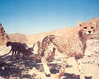 UNDP and Iran team to save Asiatic cheetah