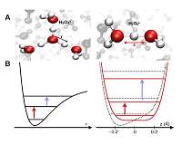 Water makes the proton shake