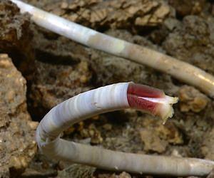 Research reveals aquatic bacteria more recent move to land