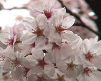 Climate change hastens Japan's cherry blossom season