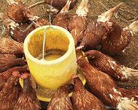 China aims to phase out sale of live poultry at food markets