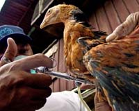 US Approves Wild Bird Avian Flu Surveillance Network