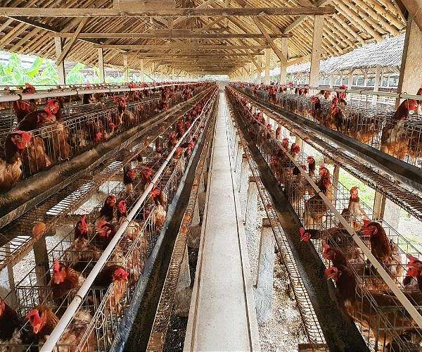 Chicken fat transformed into supercapacitor components