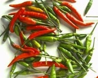 Chilli Peppers Continue To Help Unravel Mechanism Of Pain Sensation