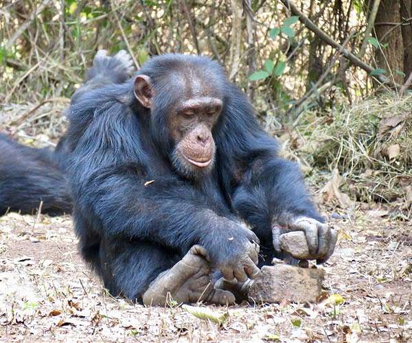 Oldest chimp from renown Guinean group dies