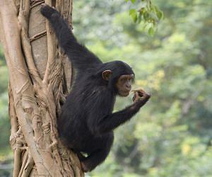 Development of the chimpanzee determined by the X factor