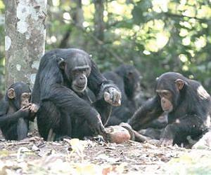 Study: Chimps do puzzles for fun, not food