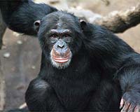 Deadly Malaria Jumped To Humans From Wild Chimps
