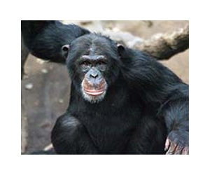 Chimp shot in attack on American returns home in S.Africa