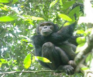Chimp populations show great genetic diversity, with implications for conservation