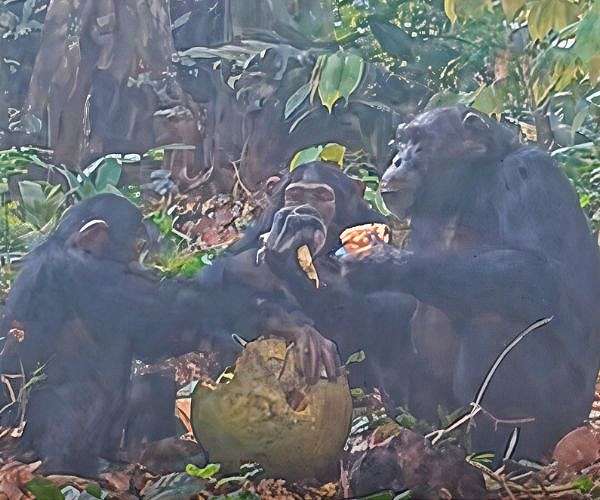 Versatile Call Combinations in Chimpanzees May Shed Light on the Evolution of Human Language