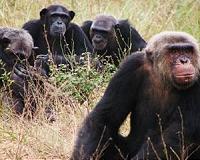 Chimps are natural-born killers, say scientists