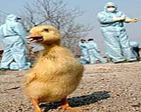 Four die of bird flu in Libya: minister