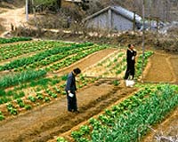 Chinese Peasants Benefit From Golden Week Holidays