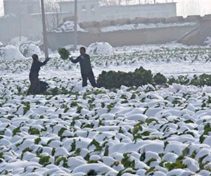 Is rainfall a greater threat to China's agriculture than warming?