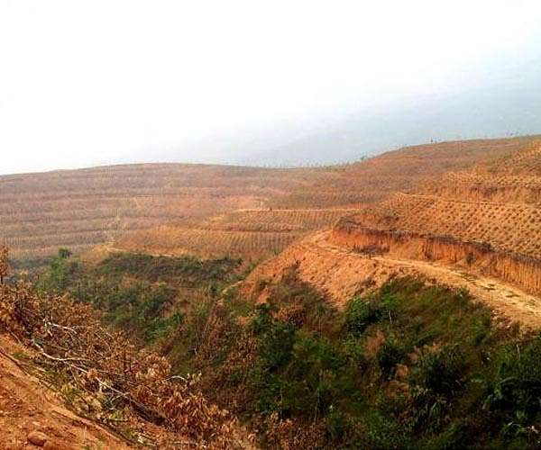Deforestation caused by rubber vastly underestimated: study