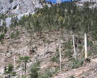 Logging site slash removal may be boon for wild bees in managed forests