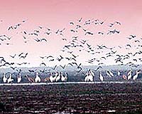 Migratory birds disappear in China storms