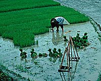 China Could Feed 2 Billion People With Better Irrigation