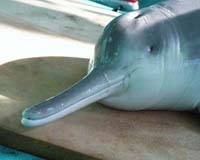 Hopes Fading For Yangtze River Dolphin