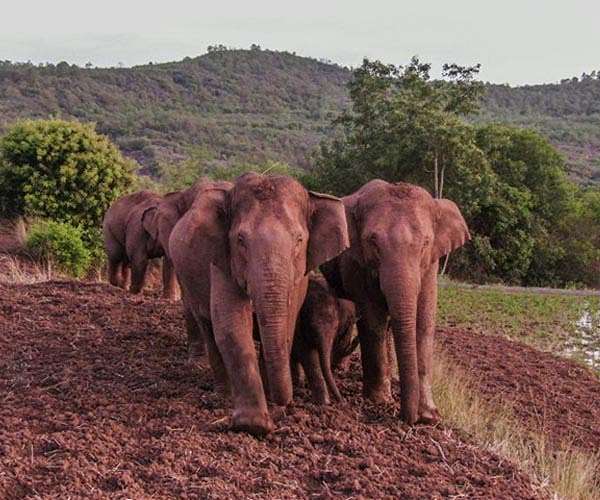 China villagers learn to live with the elephant in the room