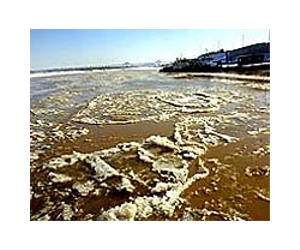 Dead fish cause for concern in China river