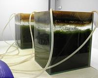 Microalgae Capable Of Assimilating The Ammonium From Agri-Food Waste