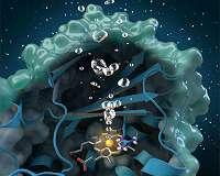 Neutrons probe oxygen-generating enzyme for a greener approach to clean water
