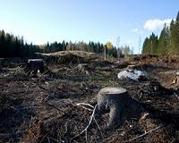 Clear-cutting destabilizes carbon in forest soils, Dartmouth study finds