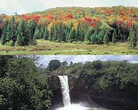 Temperate Forests Could Worsen Global Warming