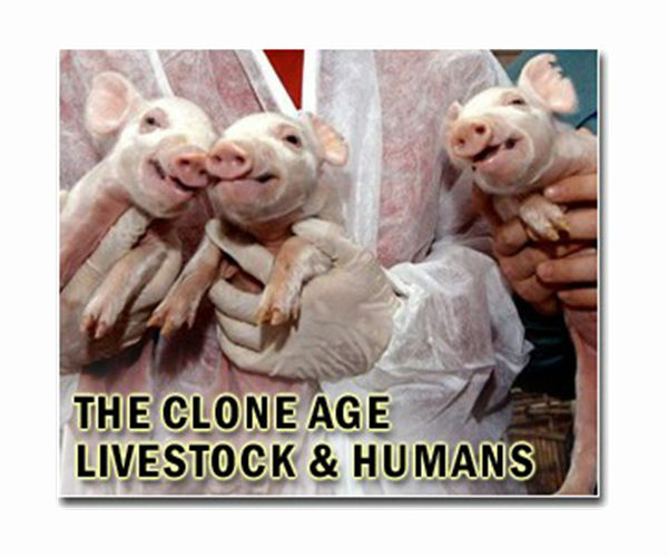 Scientists grow human-like kidneys in pigs