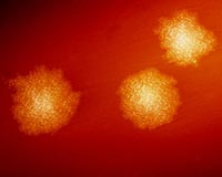 Science finds chink in superbug armour