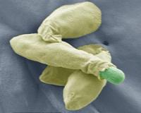 Spores for thought