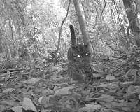 Protecting 'high carbon' rainforest areas also protects threatened wildlife