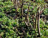 UTIA research examines long-term economic impact of cover crops