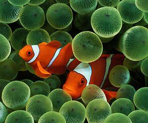 Ocean acidification leaves clownfish deaf to predators
