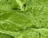 Oil-eating bacteria came to the rescue after BP spill