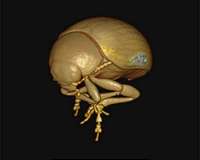 Placing insects into CO2-induced suspended animation allows for live micro-CT scanning