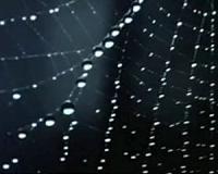 Spider silk key to new bone-fixing composite