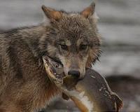 Wolves in wolves' clothing not all the same