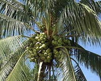 Turning car plastics into foams with coconut oil